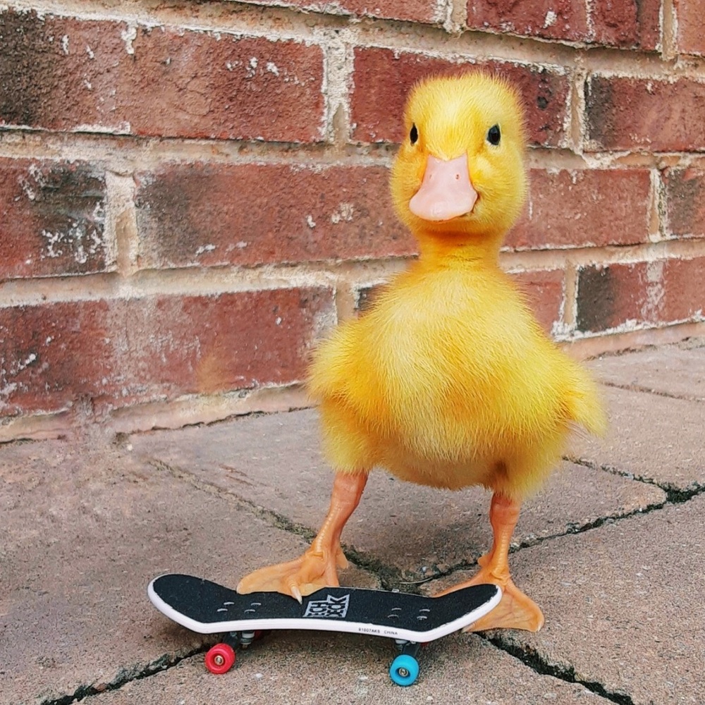 Meet your Posher, Lexi